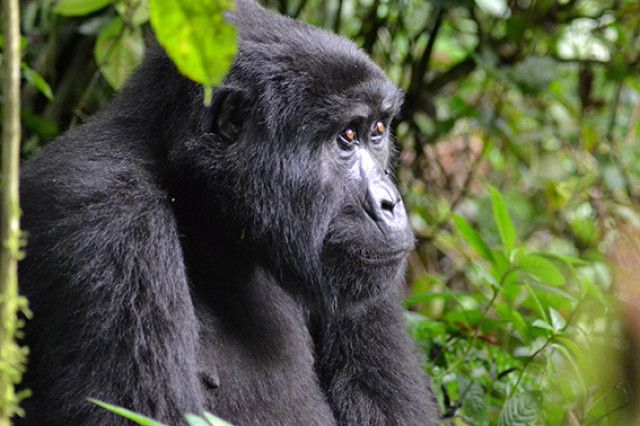 Escapadas para finalizar o iniciar el año 60 GorilasenUganda