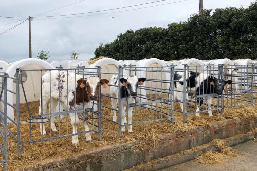 El Gobierno recomienda extremar la prevención ante la dermatosis nodular contagiosa: su detección implica el sacrificio de los animales y el vacío sanitario El Gobierno recomienda extremar la prevención ante la dermatosis nodular contagiosa: su detección implica el sacrificio de los animales y el vacío sanitario